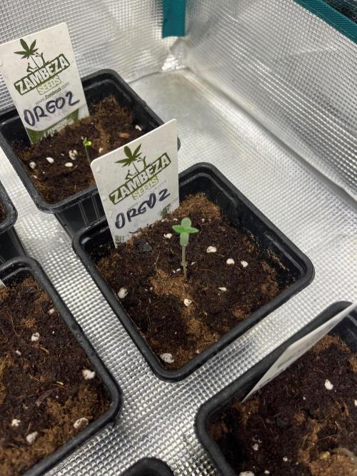 Oreoz USA. Kannabia seeds company. Week 0