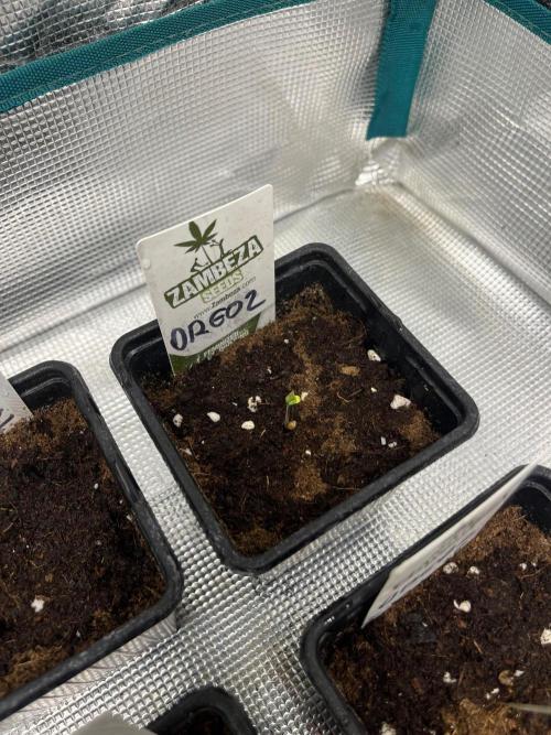 Oreoz USA. Week 0