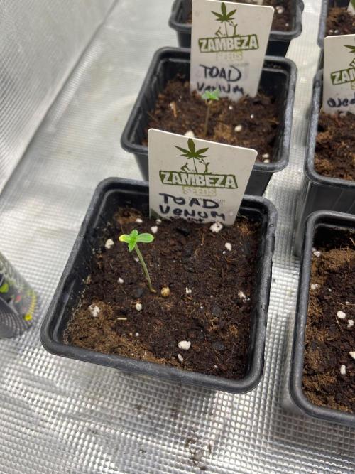 Toad Venum. Growers Choice. Week 0