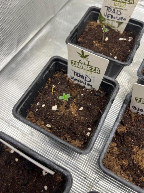 Toad Venum. Growers Choice. Week 0