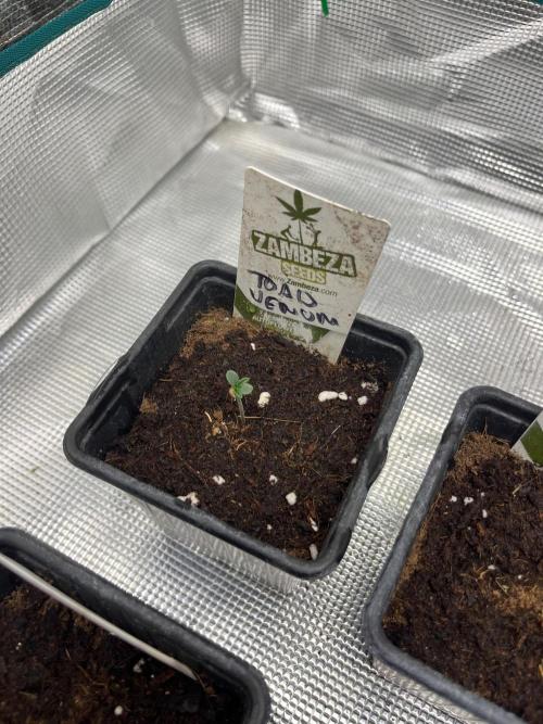 Toad Venum. Growers Choice. Week 0