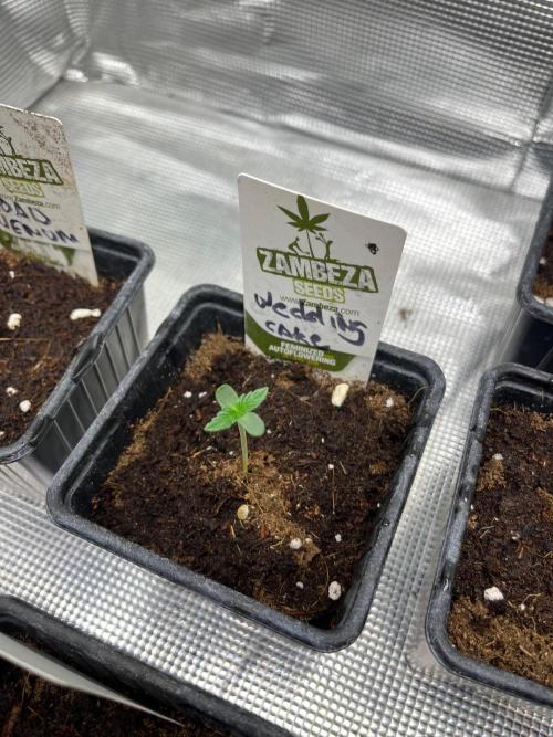 Wedding Cake. RoyalQueenSeeds. Week 0