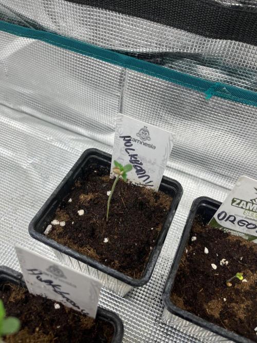 Hulkberry. RoyalQueenSeeds. Week 0