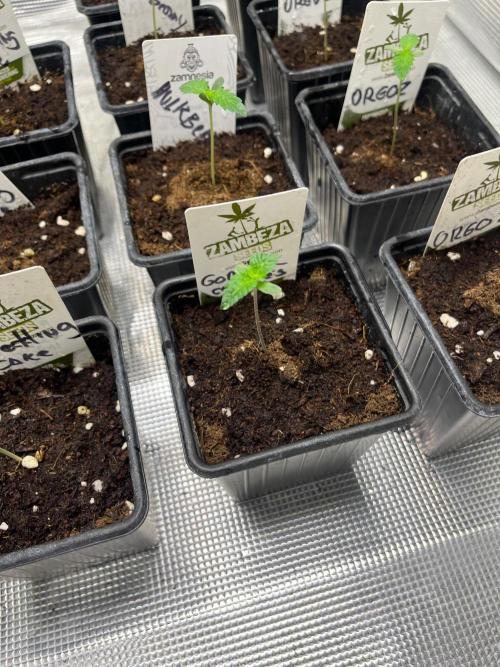 Gorilla cookies. Seedstockers. Week 1