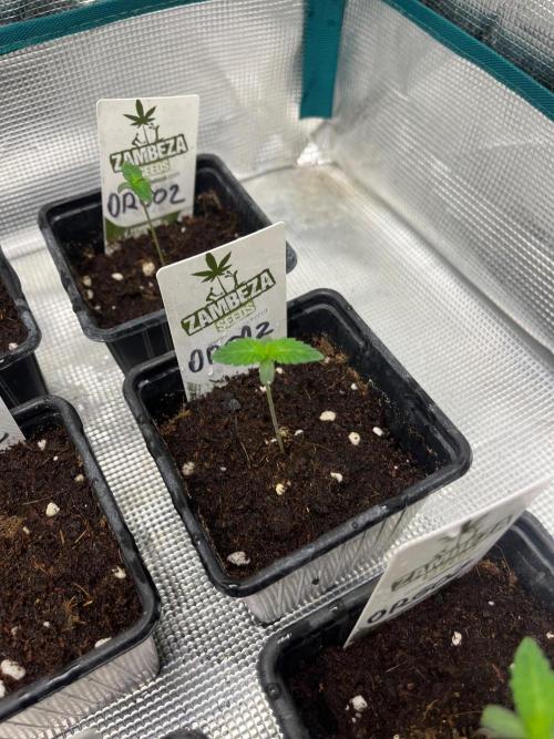 Oreoz USA. Kannabia seeds company. Week 1