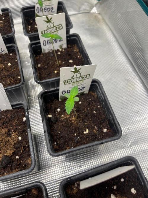 Oreoz USA. Kannabia seeds company. Week 1