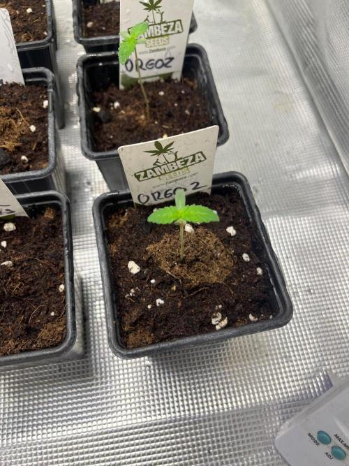 Oreoz USA. Week 1