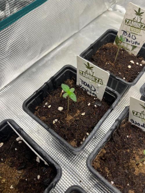 Toad Venum. Growers Choice. Week 1