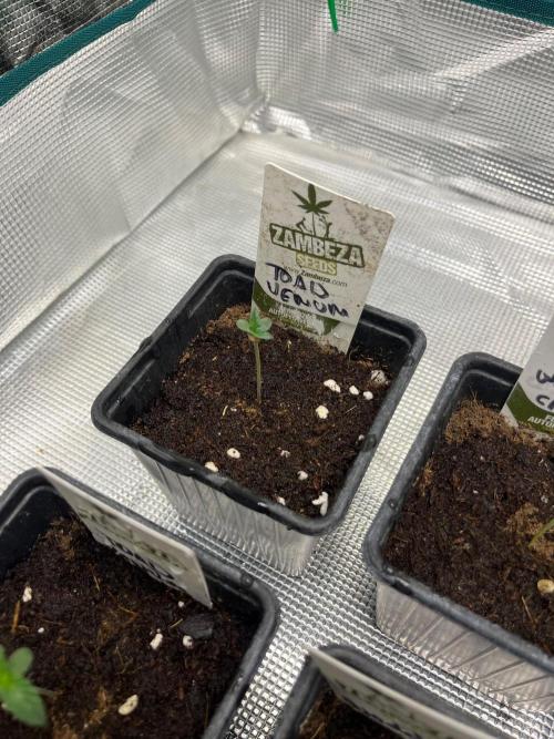 Toad Venum. Growers Choice. Week 1
