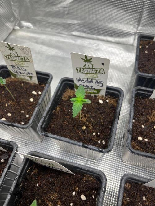 Wedding Cake. RoyalQueenSeeds. Week 1