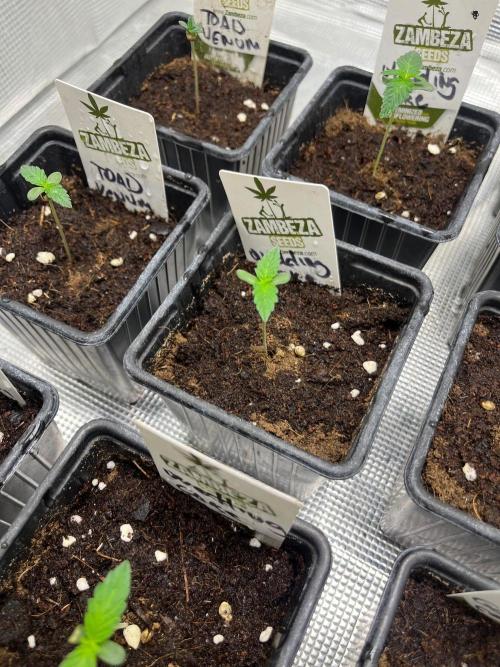 Wedding Cake. RoyalQueenSeeds. Week 1