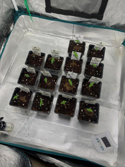 Wedding Cake. RoyalQueenSeeds. Week 1