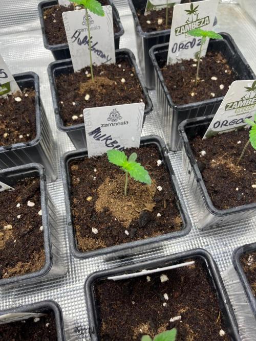 Hulkberry. RoyalQueenSeeds. Week 1