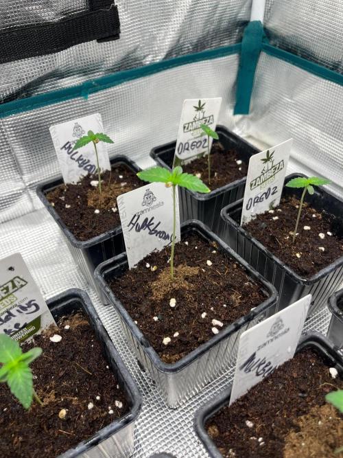 Hulkberry. RoyalQueenSeeds. Week 1