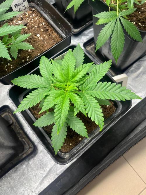 Sherbet Jedi Joint. HighBreed. Week 5