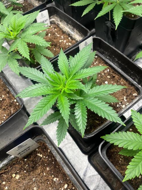 Sherbet Jedi Joint. HighBreed. Week 5