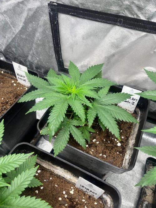 Sherbet Jedi Joint. HighBreed. Week 5