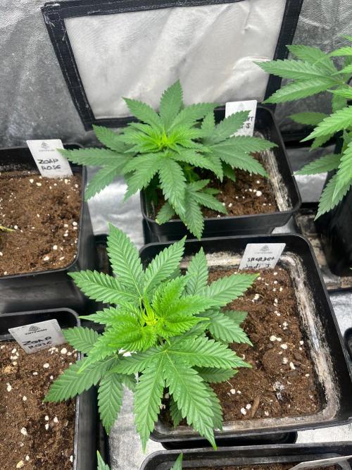 Sherbet Jedi Joint. HighBreed. Week 5