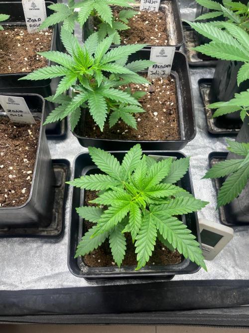 Sherbet Jedi Joint. HighBreed. Week 5