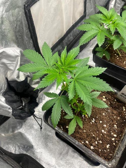 Zoap Rose. Kannabia Seeds Company. Week 5