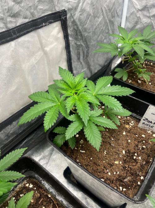 Zoap Rose. Kannabia Seeds Company. Week 5
