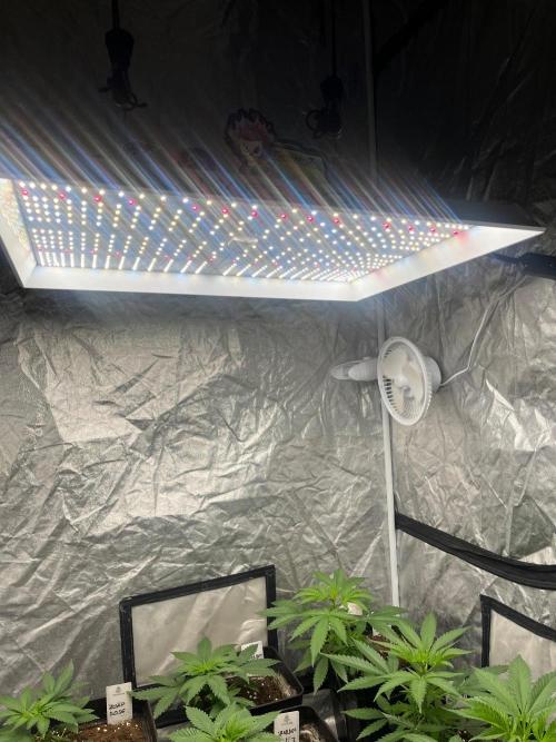 Zoap Rose. Kannabia Seeds Company. Week 5
