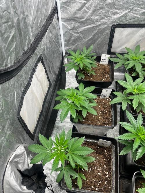 Zoap Rose. Kannabia Seeds Company. Week 5
