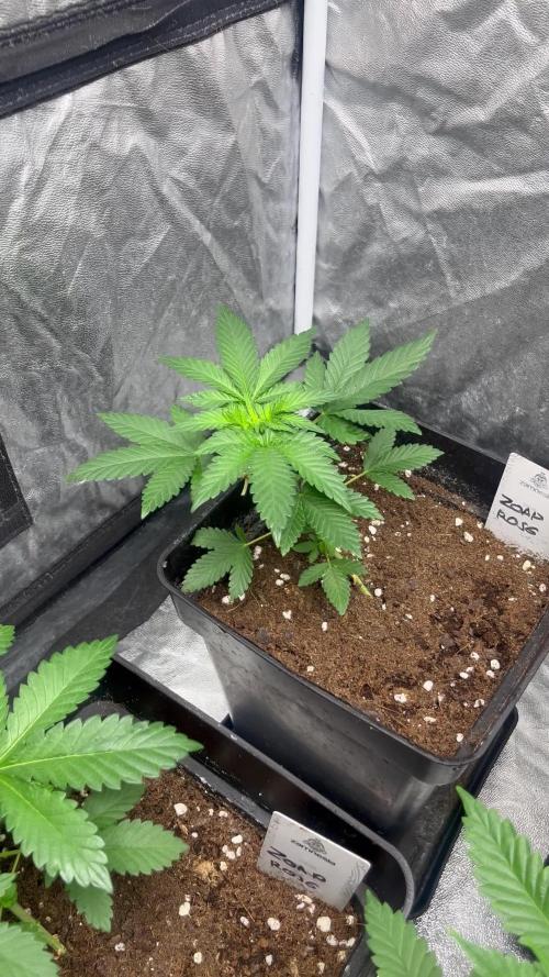 Zoap Rose. Kannabia Seeds Company