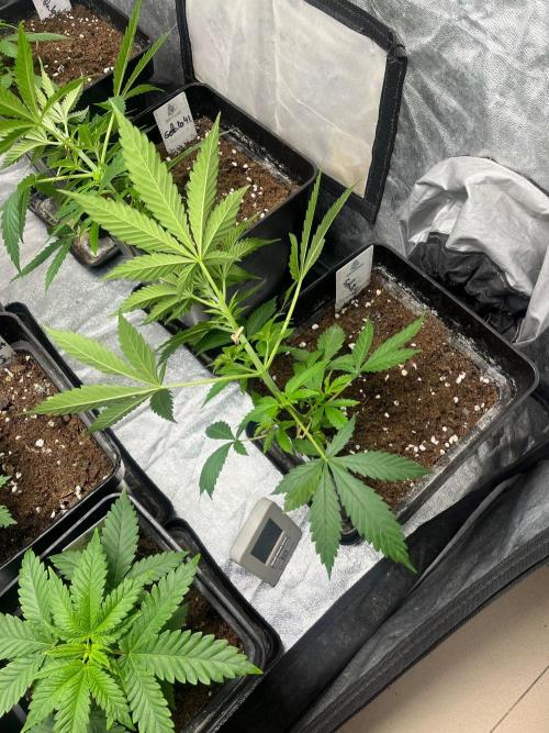 Gelato 41. Seedstockers. Week 5