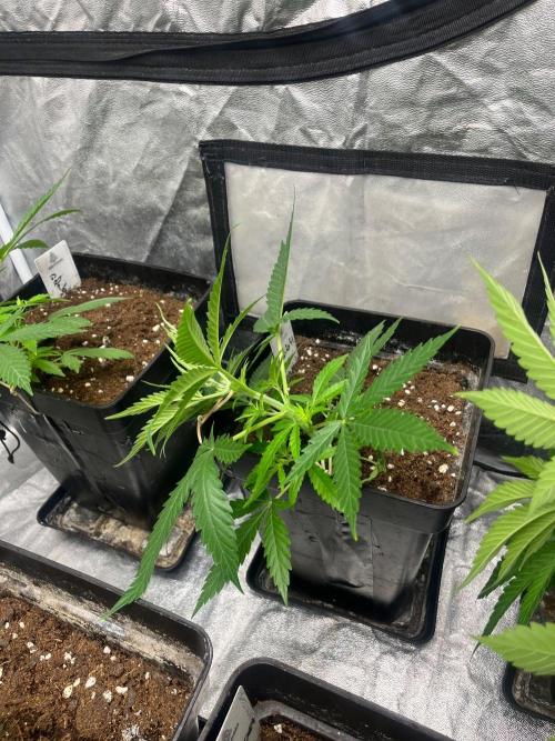 Gelato 41. Seedstockers. Week 5