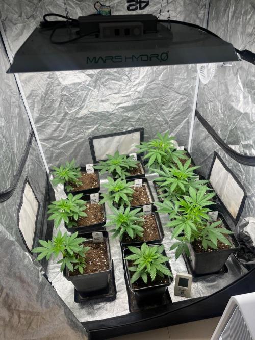 Gelato 41. Seedstockers. Week 5