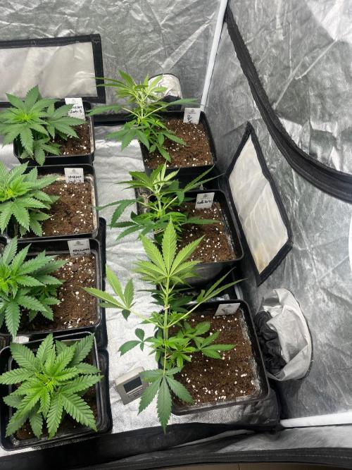 Gelato 41. Seedstockers. Week 5