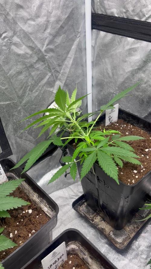 Gelato 41. Seedstockers