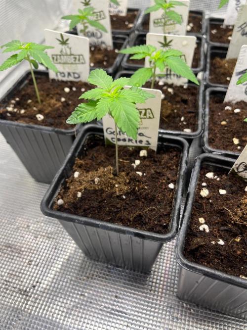 Gorilla Cookies. Seedstockers. Week 2