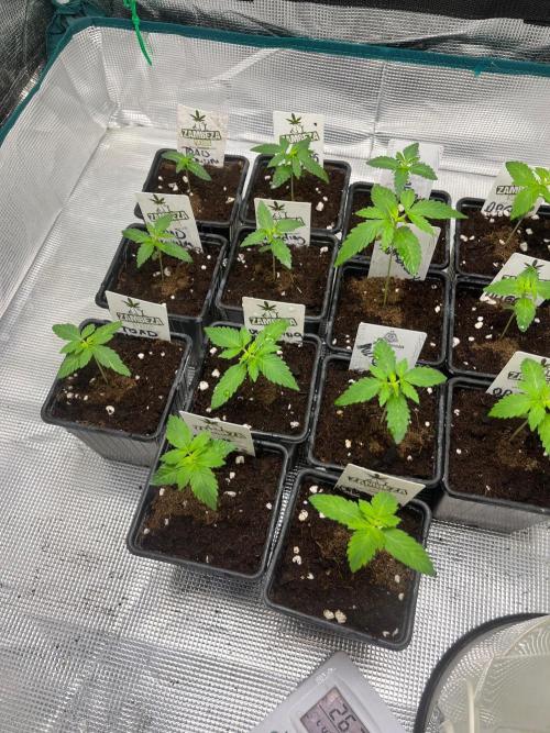 Gorilla Cookies. Seedstockers. Week 2