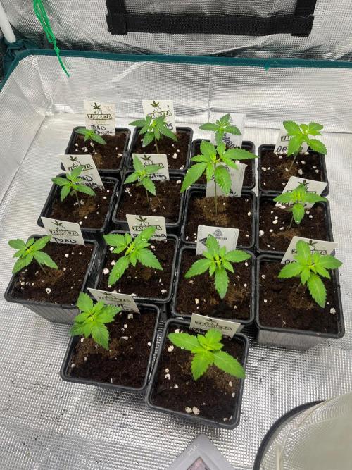 Gorilla Cookies. Seedstockers. Week 2