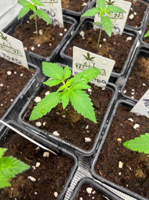Wedding Cake. RoyalQueenSeeds. Week 2