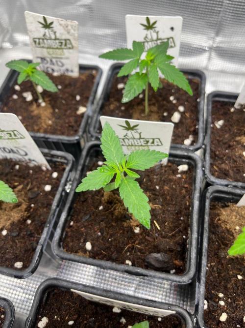 Wedding Cake. RoyalQueenSeeds. Week 2