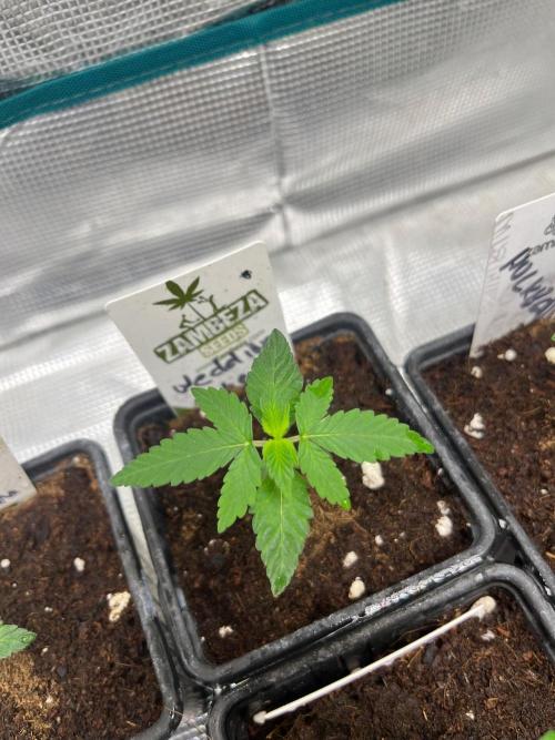 Wedding Cake. RoyalQueenSeeds. Week 2