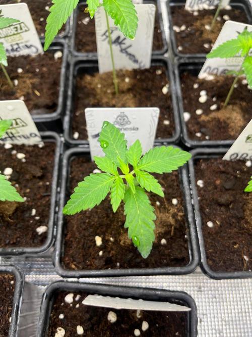 Hulkberry. RoyalQueenSeeds. Week 2