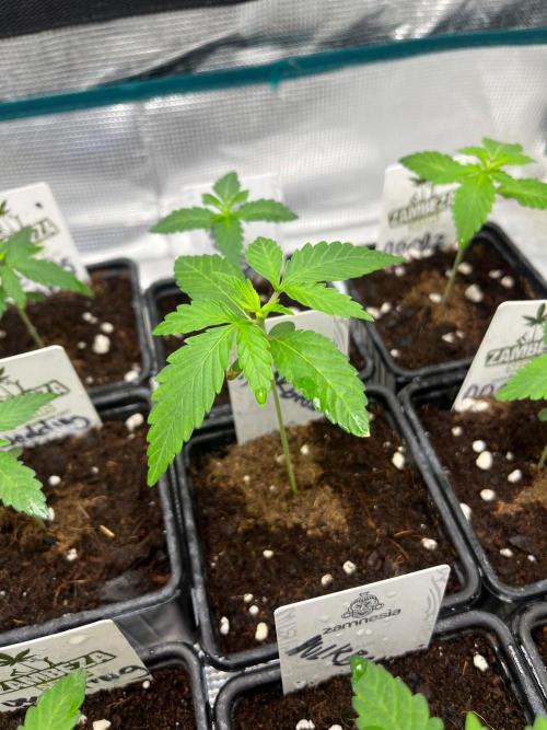 Hulkberry. RoyalQueenSeeds. Week 2