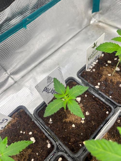 Hulkberry. RoyalQueenSeeds. Week 2