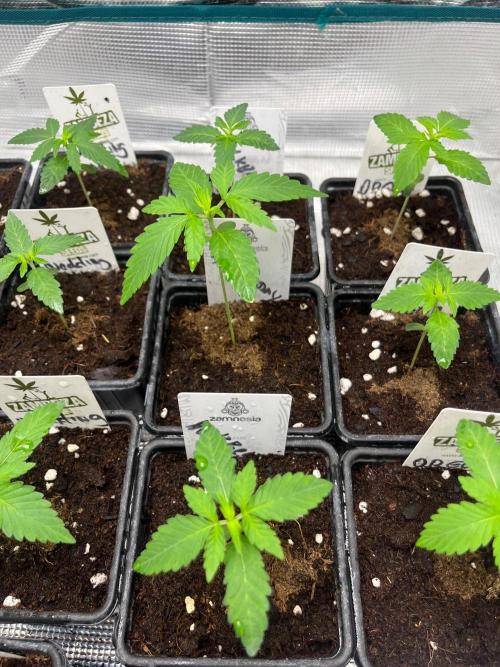 Hulkberry. RoyalQueenSeeds. Week 2