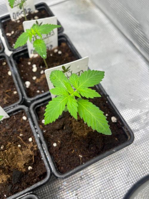 Oreoz USA. Kannabia seeds company. Week 2