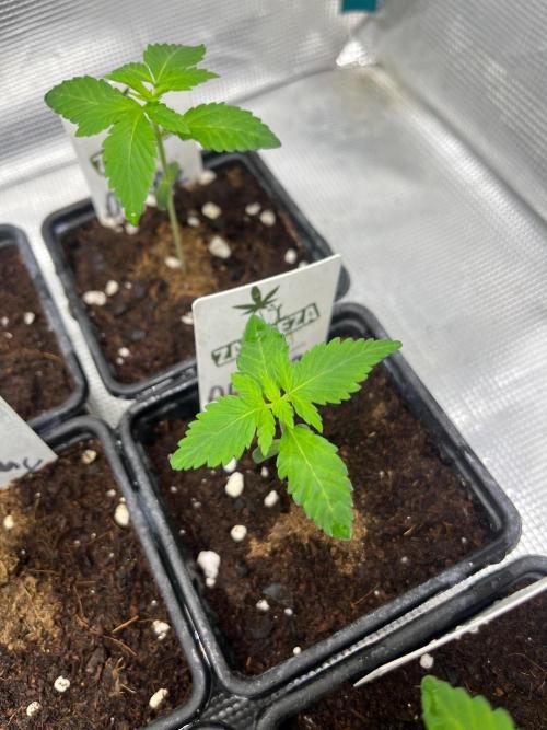 Oreoz USA. Kannabia seeds company. Week 2