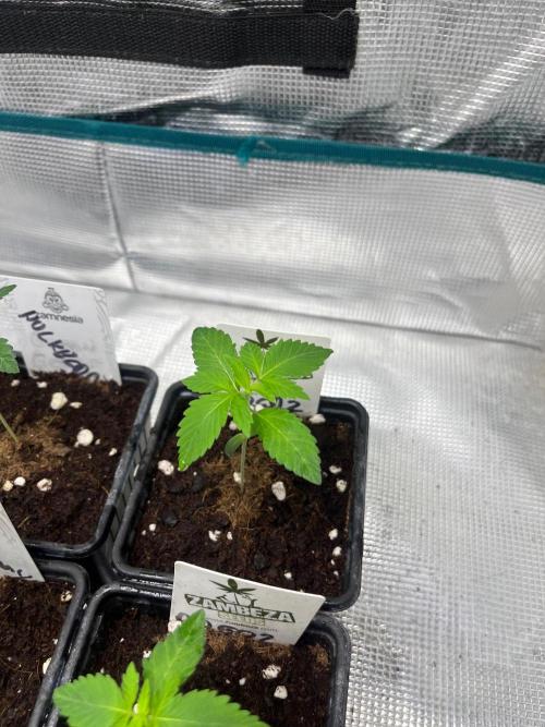 Oreoz USA. Kannabia seeds company. Week 2