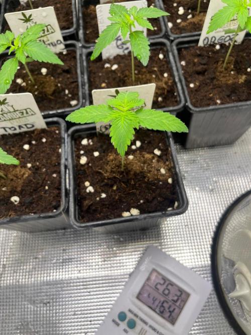 Oreoz USA. Kannabia seeds company. Week 2
