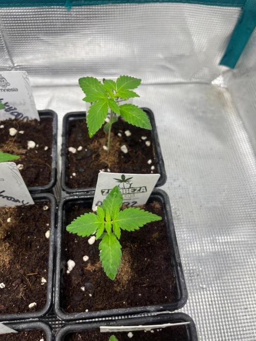 Oreoz USA. Kannabia seeds company. Week 2