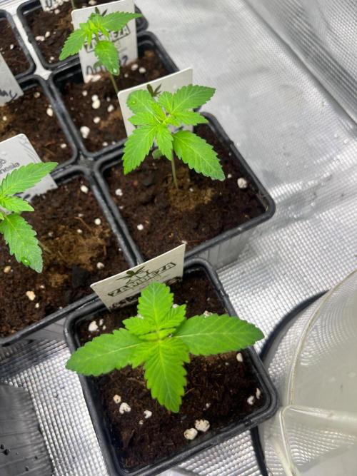 Oreoz USA. Kannabia seeds company. Week 2