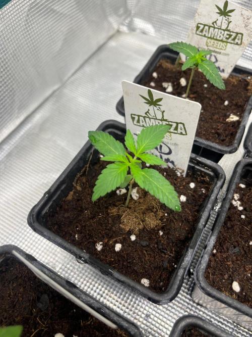 Toad Venum. Growers Choice. Week 2